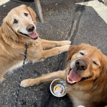 Ore Nell's Barbecue - Our dogs enjoying the outdoor patio area - American Near Me - Kittery, Maine Ore Nell's Barbecue - Our dogs enjoying the outdoor patio area - American Near Me - Kittery, Maine