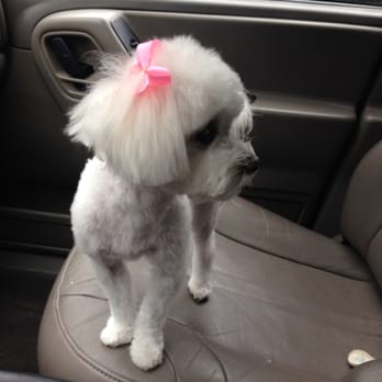 Nature's Pet Day Spa - Fergie after her morning of grooming - Pet Groomers Near Me - Gainesville, Florida Nature's Pet Day Spa - Fergie after her morning of grooming - Pet Groomers Near Me - Gainesville, Florida