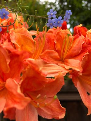 International Rose Test Garden by null