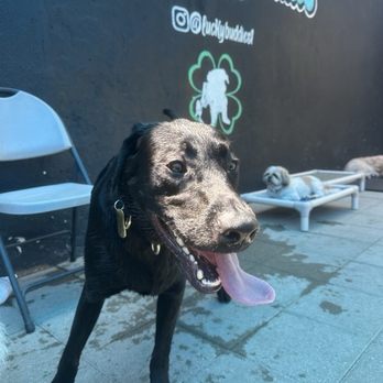 Lucky Buddies Pet Sitting - Pet Boarding Near Me - San Jose, California Lucky Buddies Pet Sitting - Pet Boarding Near Me - San Jose, California