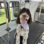 Photo of Lickety Split Dog Grooming