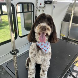 Lickety Split Dog Grooming