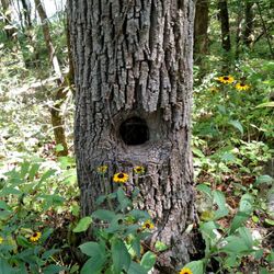 Haw Ridge Park