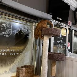 Whiskers Cat Cafe - cat