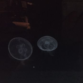 The Jellyfish Warehouse - Two of my happy Moon Jellies! - Aquarium Services Near Me The Jellyfish Warehouse - Two of my happy Moon Jellies! - Aquarium Services Near Me