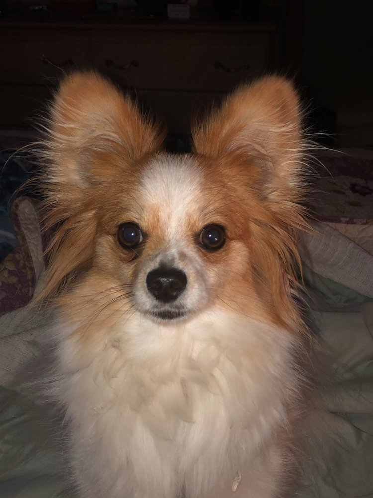 CARE CENTER HOSPITAL FOR ANIMALS Veterinarians 657 E Chicago Rd