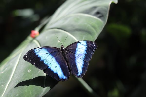 Hermann Park by null