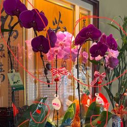 Sun Tai Sang Farm - The orchid (dark purple )bought in this garden.