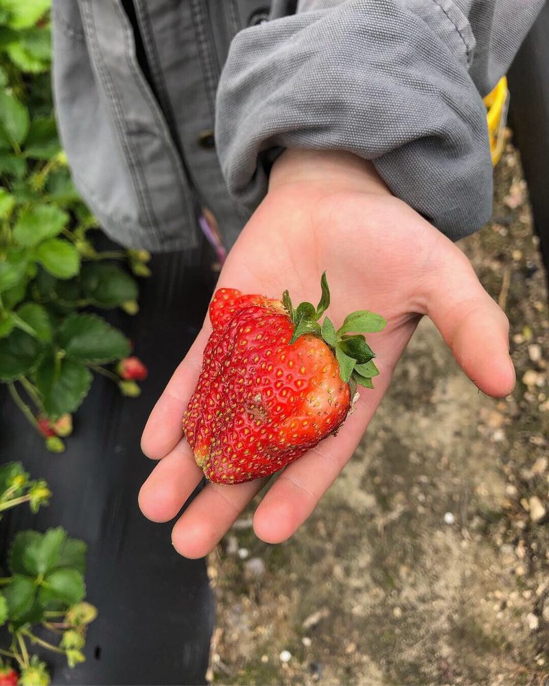 BUCKWHEAT FARM 21 Photos Fruits & Veggies 2700 Holland Rd, Apex, NC Phone Number Yelp