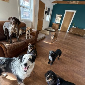 Donner Dogs - Pet Training Near Me