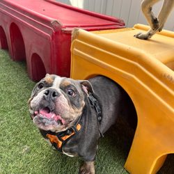 Doggin' Around Daycare