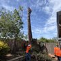 Wilson Tree Service