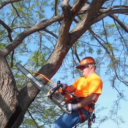 Affordable Tree Service - Eric removing a large mesquite tree.