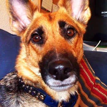 California Collar - My German Shepherd in her "Artemis" collar :) - Pet Stores Near Me - Santa Fe, New Mexico California Collar - My German Shepherd in her "Artemis" collar :) - Pet Stores Near Me - Santa Fe, New Mexico