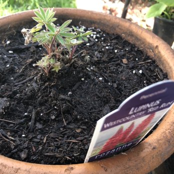 GrowJoy - 2of 4 Lupines I transplanted and gave nutrients to grow. $14.95 for this thing! - Nurseries & Gardening Near Me - Berne, Indiana GrowJoy - 2of 4 Lupines I transplanted and gave nutrients to grow. $14.95 for this thing! - Nurseries & Gardening Near Me - Berne, Indiana
