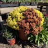 A & P Nursery gift card