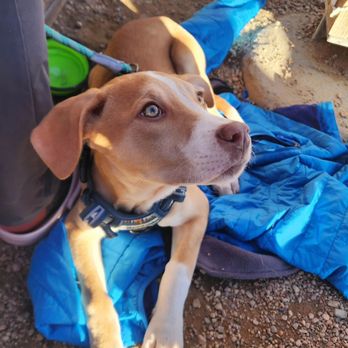 New Terrain Brewing - Puppies everywhere! - Breweries Near Me - Golden, Colorado New Terrain Brewing - Puppies everywhere! - Breweries Near Me - Golden, Colorado