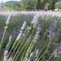 The plants