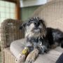 Photo of Puget Sound Veterinary Specialty & Emergency