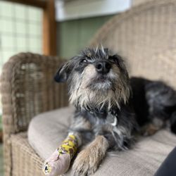 Puget Sound Veterinary Specialty & Emergency
