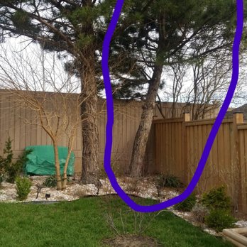 Community Tree Care - Before - Tree Services Near Me - Mississauga, Ontario Community Tree Care - Before - Tree Services Near Me - Mississauga, Ontario