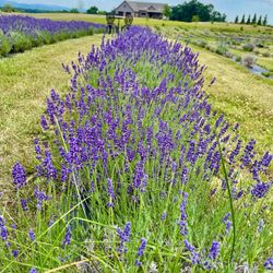 Bristol Hills Lavender & Flower Farm