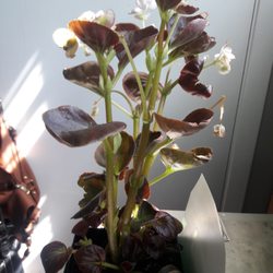 Sedge Garden Nursery - would like to know the name of plant and how to care for it