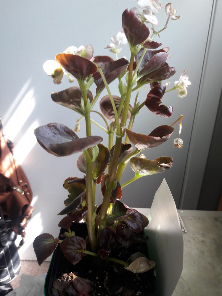 SEDGE GARDEN NURSERY Updated September 2024 4550 Kernersville Rd