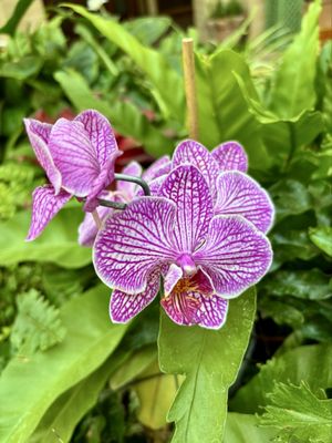 Lauritzen Gardens by null