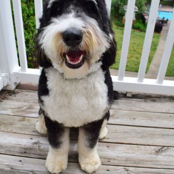 Groomingdale's - After a "Long Cut" with Cynthia! - Pet Groomers Near Me - Norfolk, Virginia