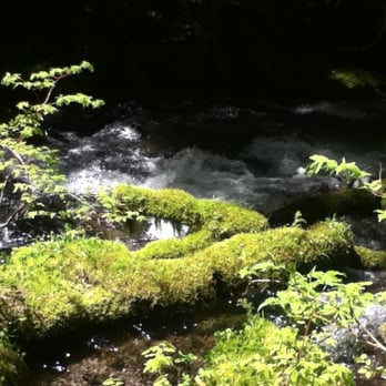 Little Zigzag Falls - Miss covered trees - Hiking Near Me