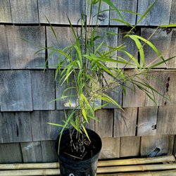 Tradewinds Bamboo Nursery