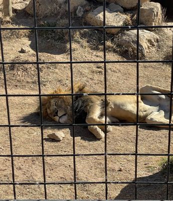 Abilene Zoo by null