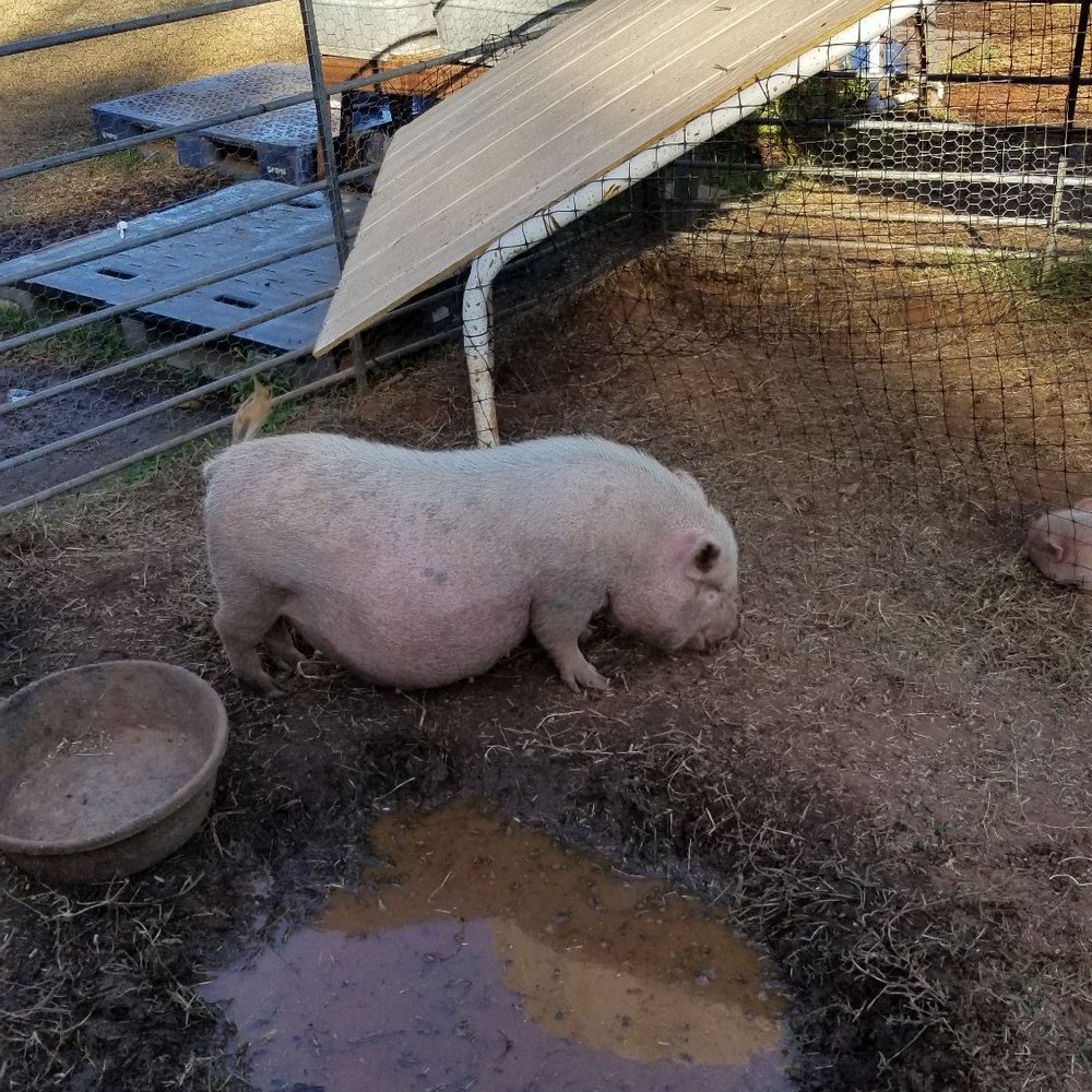 Parkhurst Pumpkin Patch - Pumpkin Patches Near Me - Arcadia, Oklahoma