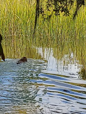 Wormsloe Historic Site by null