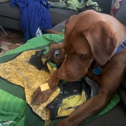 Dog Designs Groomg Salon - Dog