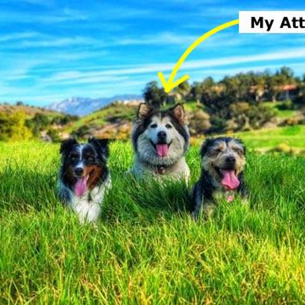 Adventure Dog LA - My Dog with some of her Adventure Dog friends! - Dog Walkers Near Me - Pasadena, California Adventure Dog LA - My Dog with some of her Adventure Dog friends! - Dog Walkers Near Me - Pasadena, California