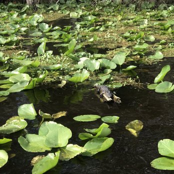 Sea Serpent Tour - Baby sun bather! - Boat Tours Near Me - Saint Augustine, Florida