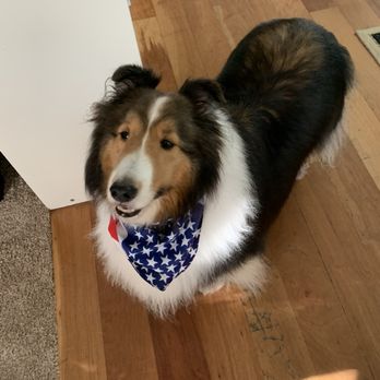 Our Home Dog Boarding - Gianni so I watched for many years, a sweet boy - Pet Boarding Near Me - Maple Shade, New Jersey Our Home Dog Boarding - Gianni so I watched for many years, a sweet boy - Pet Boarding Near Me - Maple Shade, New Jersey