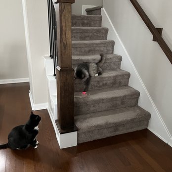 Pawsitively Purrfect Pet Sitting - Claire playing with our cats with the laser - Dog Walkers Near Me Pawsitively Purrfect Pet Sitting - Claire playing with our cats with the laser - Dog Walkers Near Me