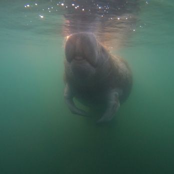 Bird's Underwater - Diving Near Me - Crystal River, Florida