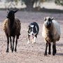 Photo of On The Lamb