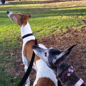 Pawsitive Pet Sitting & Dog Walking - Dog Walkers Near Me - Lakewood, California