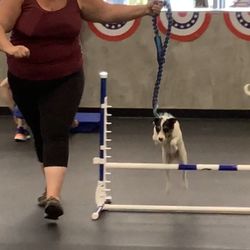 Zoom Room Dog Training