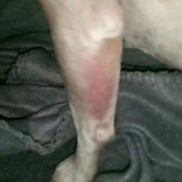 This grooming visit ended in E.R