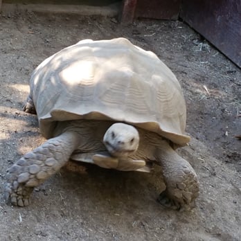 Wildlife Learning Center - Mr. Tortoise - Zoos Near Me - Sylmar, California Wildlife Learning Center - Mr. Tortoise - Zoos Near Me - Sylmar, California