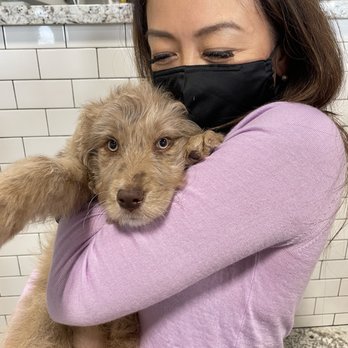 Petland Woodlands - Puppy - Pet Stores Near Me - Shenandoah, Texas Petland Woodlands - Puppy - Pet Stores Near Me - Shenandoah, Texas