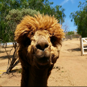 La Dolce Vita Alpacas - Fabio was my favorite! - Pet Services Near Me - Ramona, California