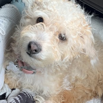 Grooming With Love - Pet Groomers Near Me - Cathedral City, California