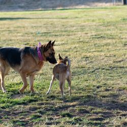 Highlands Ranch Park - All the dog owners are friendly, and have well behaved dogs
